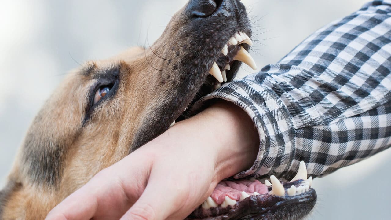 When to See a Doctor After a Dog Bite